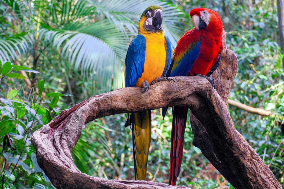 O Dia Nacional da Mata Atlântica celebra o importante bioma brasileiro (Foto: Divulgação)