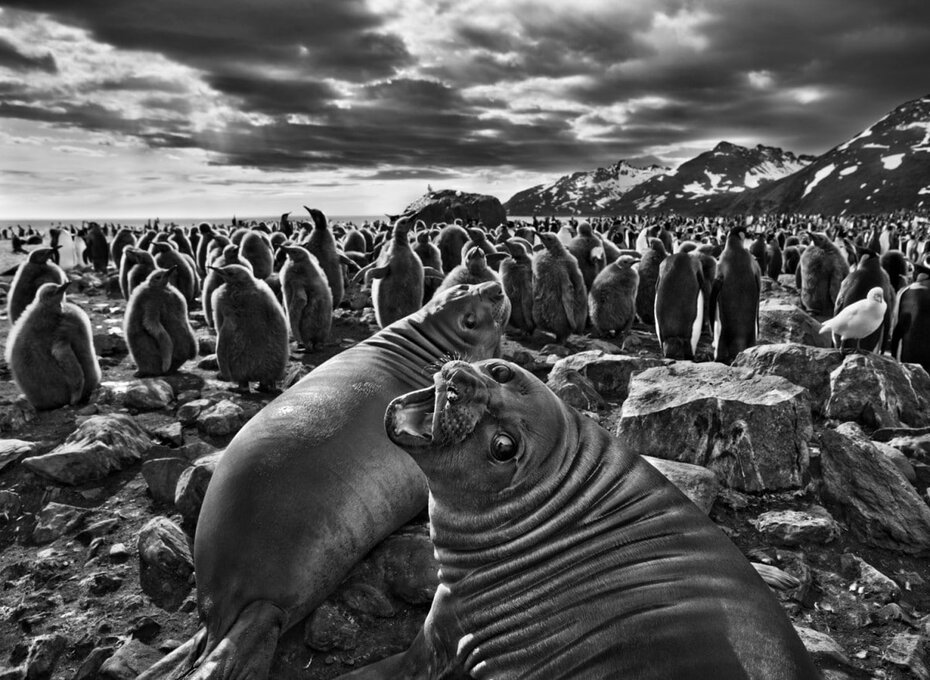 Lindo registro de seu livro Gênesis, lançado em 2013 (Foto: Sebastião Salgado/Divulgação)