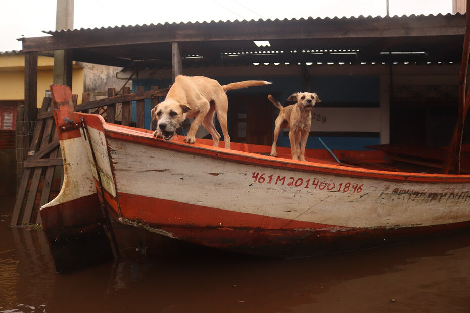 Uma das fotos que integram a exposição mostra o trabalho abnegado dos voluntários nos resgates de animais (Foto: Leandro Lopes/Divulgação)