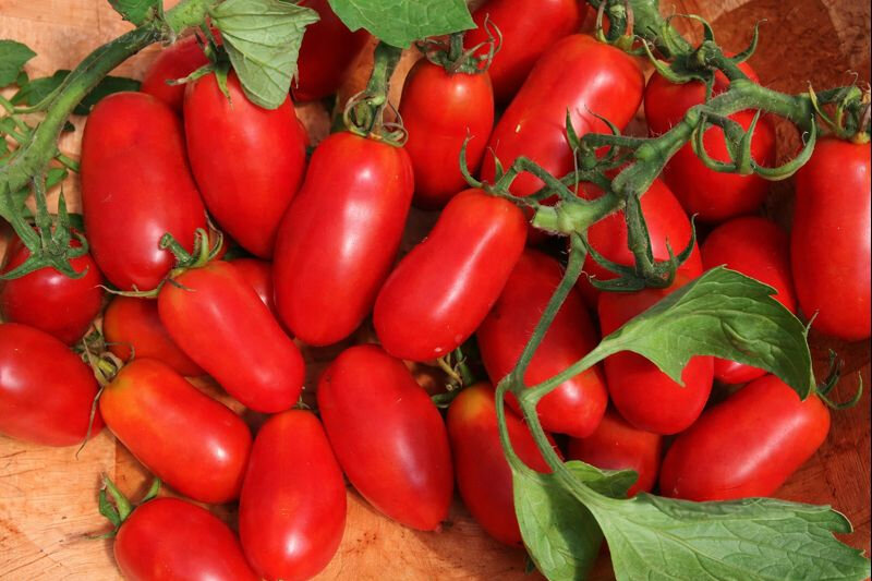 O tomate Dez Dedos de Nápoles (Foto: Divulgação)