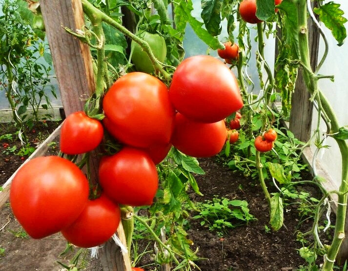 Teta de Vênus é outro dos muitos tipos de tomates cultivados na propriedade (Foto: Divulgação)
