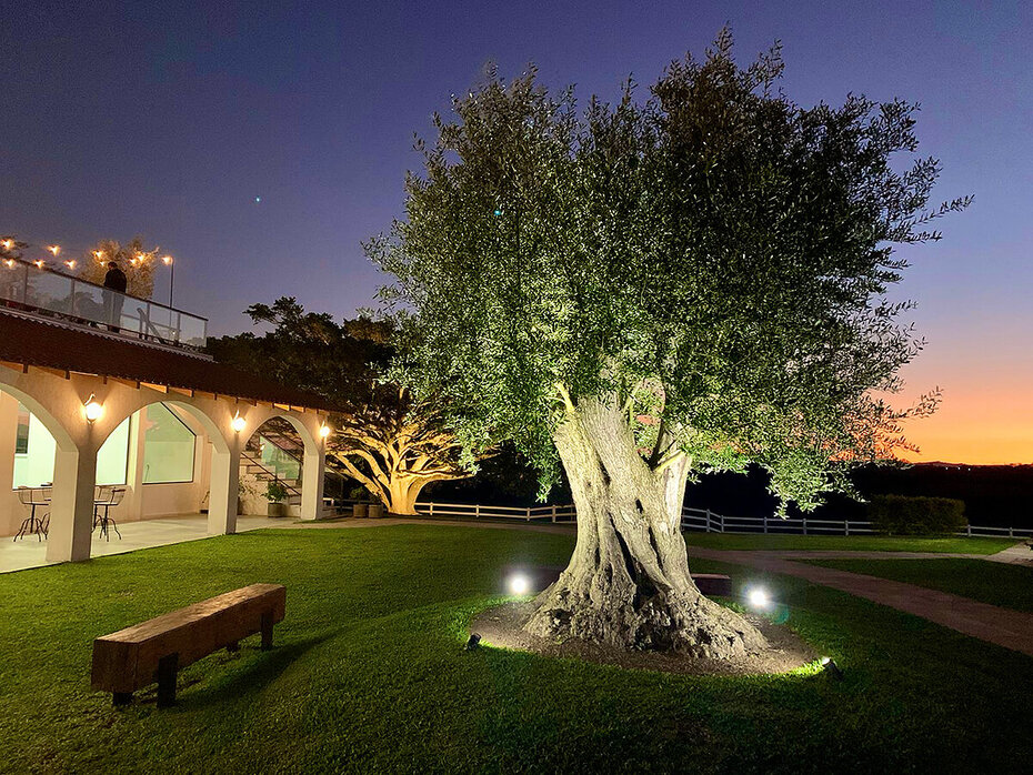 A Estância das Oliveiras, de Viamão, sobressaiu-se mundialmente na produção de azeites (Foto: Divulgação)