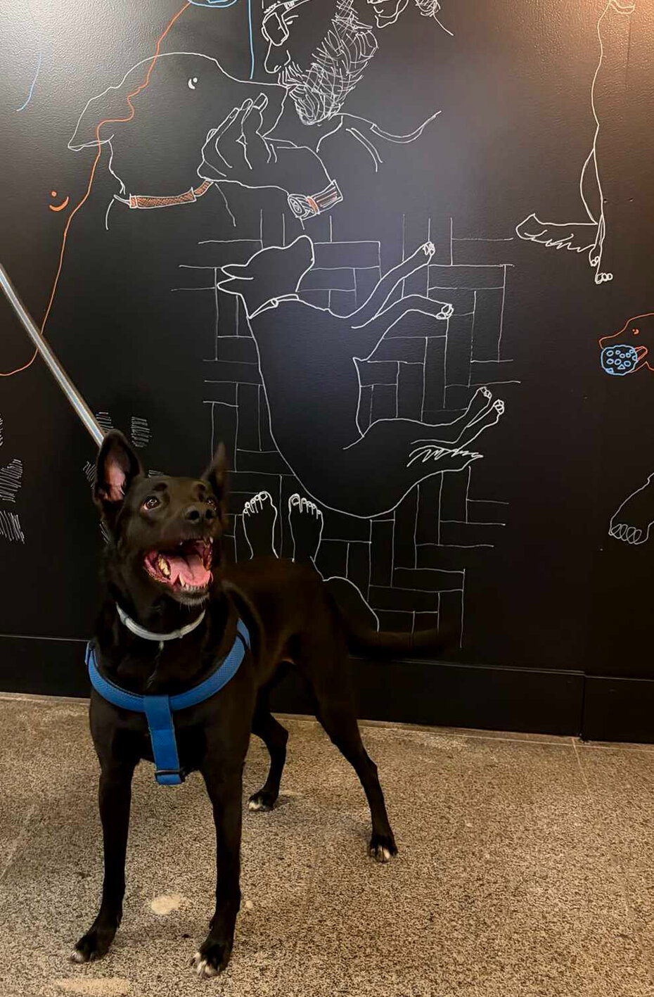 A mimosa pet Chica foi o centro das atenções (Foto: Divulgação)