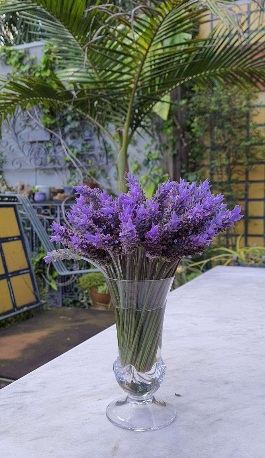 : Em outubro, a lavanda será tema de festa em Morro Reuter (Foto: Divulgação)